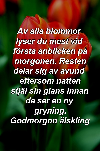 Av alla blommor lyser du mest vid första anblicken på morgonen. Resten delar sig av avund eftersom natten stjäl sin glans innan de ser en ny gryning. Godmorgon älskling