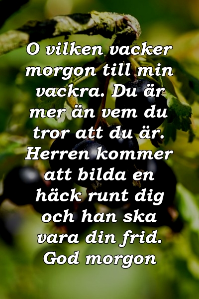 O vilken vacker morgon till min vackra. Du är mer än vem du tror att du är. Herren kommer att bilda en häck runt dig och han ska vara din frid. God morgon