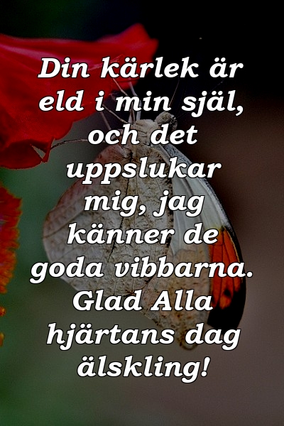 Din kärlek är eld i min själ, och det uppslukar mig, jag känner de goda vibbarna. Glad Alla hjärtans dag älskling!