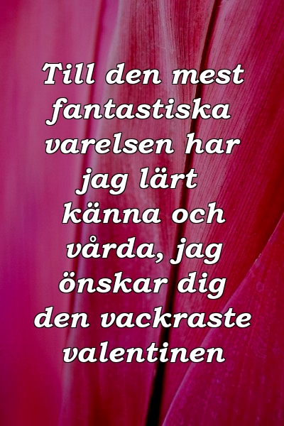 Till den mest fantastiska varelsen har jag lärt känna och vårda, jag önskar dig den vackraste valentinen