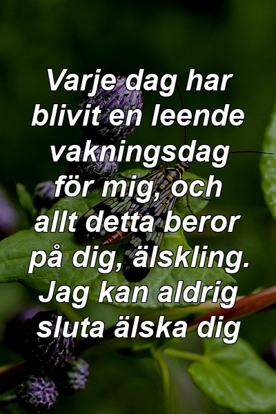 Varje dag har blivit en leende vakningsdag för mig, och allt detta beror på dig, älskling. Jag kan aldrig sluta älska dig